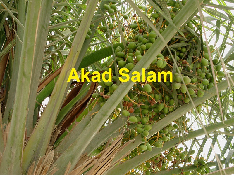 Jual Beli Salam (Pemesanan Dengan Pembayaran Tunai)